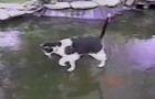 Eine Katze läuft auf einem zugefrorenen Teich: Was sie jagt, wird euch zum Lachen bringen