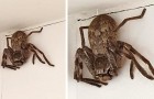 Une femme entre dans la douche et est terrorisée par une énorme araignée chasseuse qui l'attendait