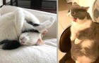 Vidéos de Chats