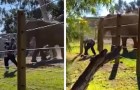 Video Elefanti