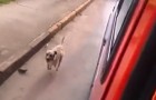 Sein Herrchen wird mit dem Krankenwagen weggebracht: Was dieser Hund macht, ist zu TRÄNEN rührend