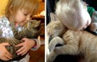 Video Cats