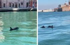 Venezia, due delfini si spingono fino al Canal Grande: il rarissimo avvistamento stupisce tutti
