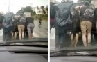 Vidéos de Chiens