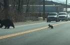 Mamma orsa tenta di attraversare la strada con i suoi cuccioli ribelli e le auto aspettano pazientemente