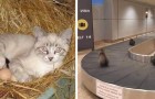 16 esilaranti foto di gatti che hanno prepotentemente deciso di rilassarsi in luoghi alternativi