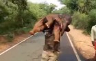 Una guardia forestale trasporta un cucciolo di elefante sulle spalle: l'eroico salvataggio