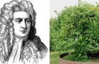 L'albero di mele grazie al quale Newton scoprì la forza di gravità esiste ancora ed ha più di 400 anni