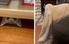 Video of Animals