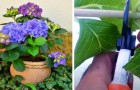 L'ortensia, una pianta dai colori scenografici: come coltivarla in vaso e propagarla in poche semplici mosse