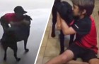 Video de Perros