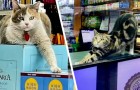 Katzen in Regalen: 15 Katzen, die sich in Geschäften niedergelassen haben und nicht beabsichtigen zu gehen