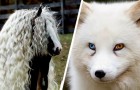 Video de Animales