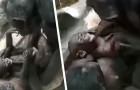 Video di Scimmie