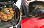 Video Cars