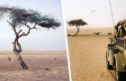 Ténéré : l'arbre le plus isolé du monde abattu par un chauffeur de camion ivre