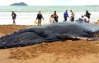 Des centaines de personnes sauvent un bébé baleine à bosse d'une mort certaine : la vidéo est émouvante