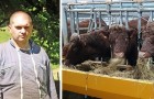 Allevatore da 6 generazioni costretto a traslocare: le sue mucche disturbano i vicini arrivati dalla città