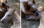 La scène d'un chien réconfortant un poulain orphelin est vraiment émouvante