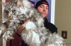 Video Video's van Katten Katten