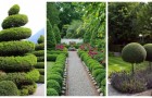 Siepi, alberi e cespugli potati: rendi scenografico il tuo giardino con queste idee fantasiose