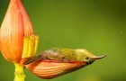 Questo piccolo uccello fa il bagno nel petalo di un fiore: la tenera scena catturata dal fotografo