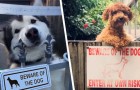 Video di Cani