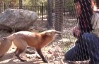 Kijk hoe een vos reageert als hij een vriendje ziet. Aandoenlijk.