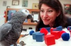 Alex, der Papagei, der die Intelligenz eines 5-Jährigen hatte und wirklich sprechen konnte