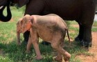 Elefantina albina viene salvata da una trappola dei bracconieri: si riprende contro ogni aspettativa