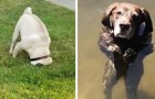 Video Video's van Honden Honden