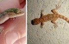 Jaga inte bort geckoödlor - de är reptiler som för med sig tur och kan fånga upp till 200 myggor