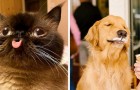 Vidéos d' Animaux