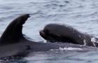 Video Delfin-Videos Delfine