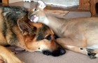 Deutscher Schäferhund kümmert sich um verwaiste Hirschkälber: Er beschützt sie, als wären sie seine Kinder