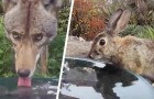Pone una cámara cerca de un recipiente con agua e inmortaliza a todos los animales que la visitaron