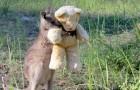 Vidéos d' Animaux