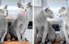 Questi due gatti blu di Russia amano stare al centro dell'attenzione e fare la linguaccia a chi gli scatta le foto