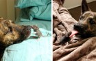 La straordinaria amicizia tra un cane e un topolino domestico: due cuccioli inseparabili