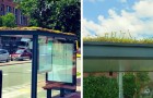 Le fermate dell’autobus vengono trasformate in piccole oasi verdi per le api: l’iniziativa dei Paesi Bassi