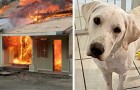 La maison est en feu pendant que la famille dort : le chien réussit à les réveiller et les sauve