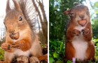 Un fotografo naturalista cattura gli scoiattoli rossi nelle loro piccole e intime avventure quotidiane