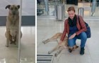 A stray dog becomes attached to a flight attendant and waits for her every day at the hotel door