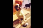 They teach their dog a little game, but he's very clever and...impatient !