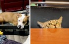 16 pets that just can't help but invade their owners' space
