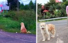 Dieser Hund hat 4 Jahre lang auf seine Besitzer gewartet, immer am selben Ort: Am Ende kamen sie zurück, um ihn abzuholen