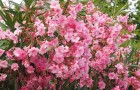 Oleandro: i consigli per decorare il giardino con una delle piante più belle dell'estate