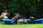 Quest’orso si è intrufolato in un cortile e ha approfittato della piscina per schiacciare un pisolino estivo
