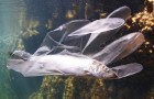 5 ragazzi sviluppano una plastica ottenuta dagli scarti del pesce: è solubile e resistente