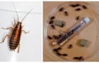 Blattella germanica: scopri come allontanare dalla casa questi scarafaggi che si nascondono nel cibo